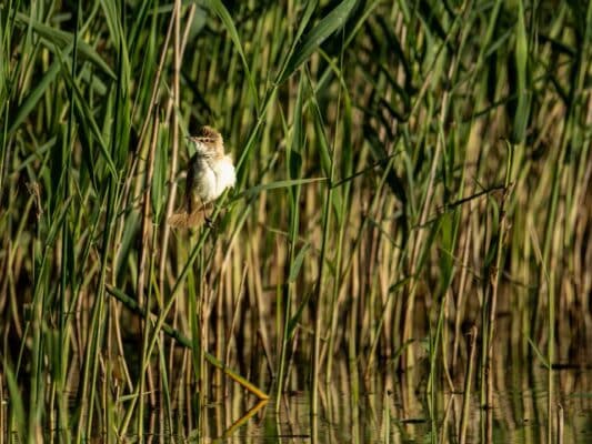 Vögel 0207057